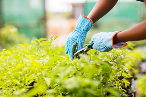 Hedge trimming equipment and careful pruning in Bulls Cross garden care