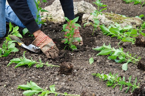 Seasonal garden maintenance in Bulls Cross with pruning and lawn upkeep