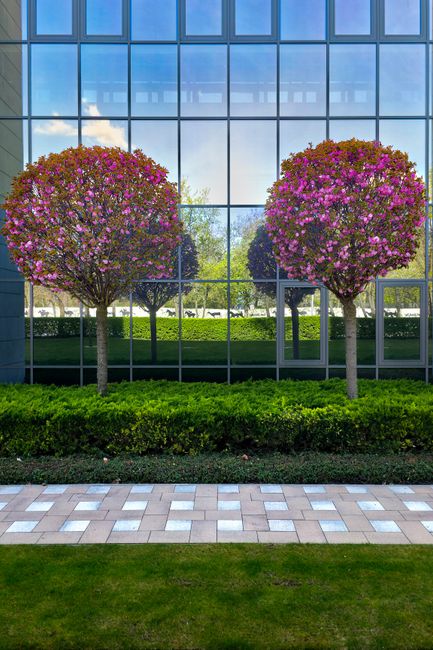 Two neatly pruned round flowering trees with vibrant pink blossoms stand symmetrically in front of a modern glass building, their branches filled with clusters of pink flowers. The trees are planted i